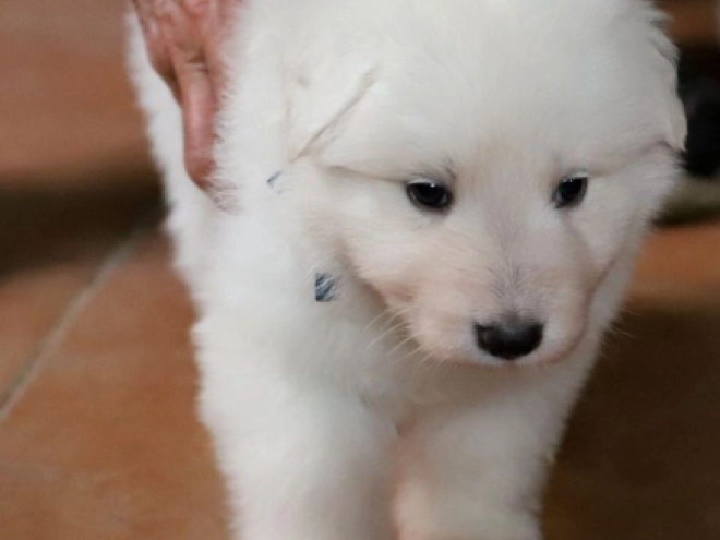 Perros Pastor Blanco Suizo en venta
