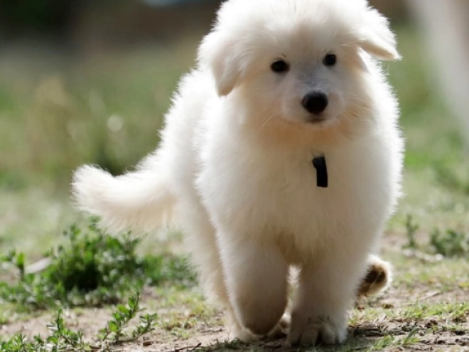 Perros Pastor Blanco Suizo en venta