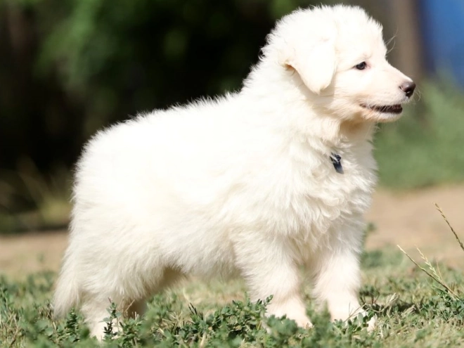 Perros Pastor Blanco Suizo en venta