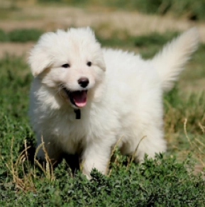 Berger Blanc Suisse Welpe kaufen