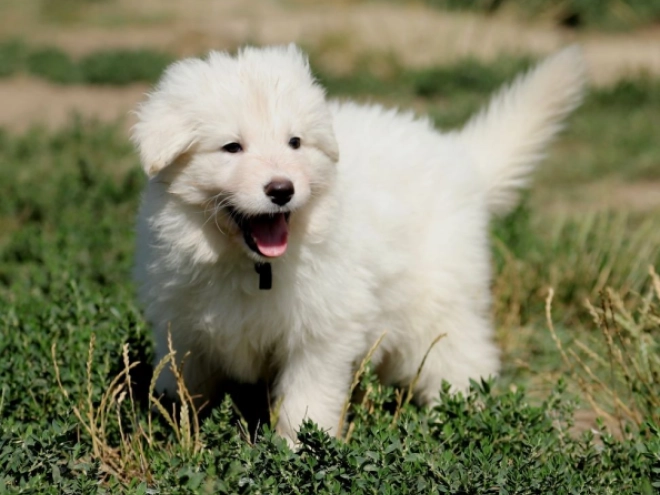 Perros Pastor Blanco Suizo en venta
