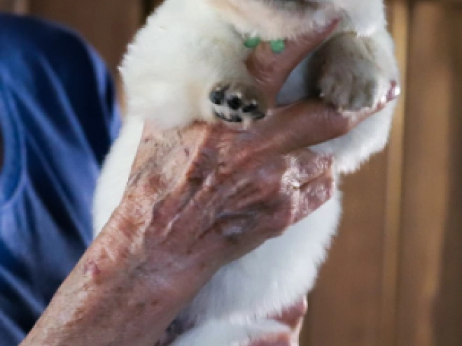 Perros Pastor Blanco Suizo en venta