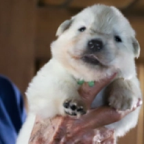 Jupiter, white White Swiss Shepherd Dog for sale
