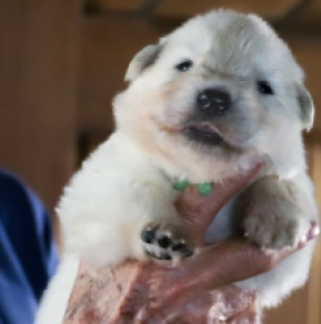 Perros Pastor Blanco Suizo en venta