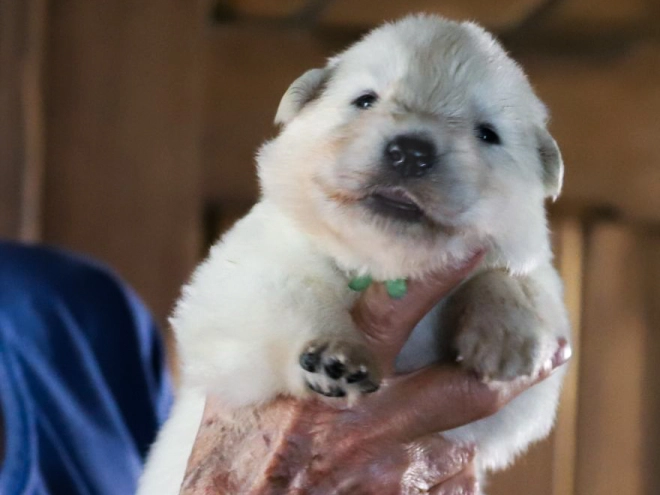 Perros Pastor Blanco Suizo en venta