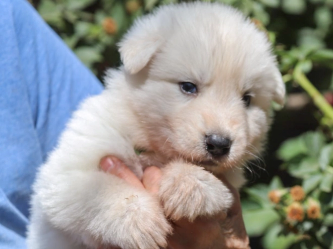 Perros Pastor Blanco Suizo en venta