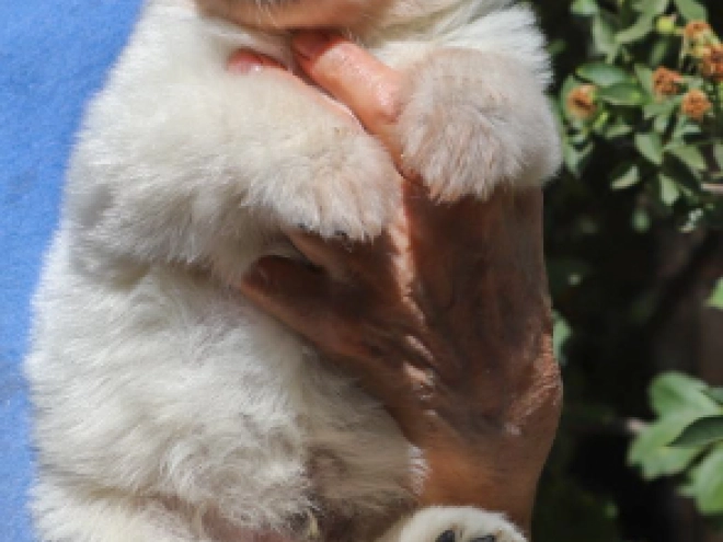 Perros Pastor Blanco Suizo en venta