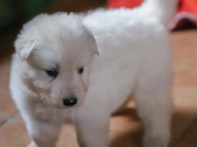 Perros Pastor Blanco Suizo en venta