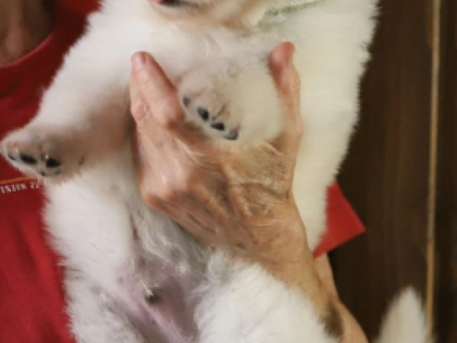 Perros Pastor Blanco Suizo en venta