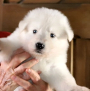 Perros Pastor Blanco Suizo en venta