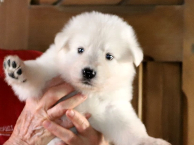 Perros Pastor Blanco Suizo en venta