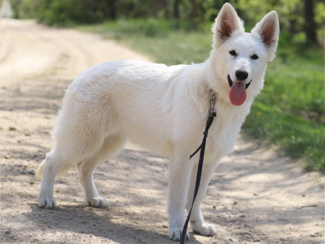 Berger Blanc Suisse Welpe kaufen