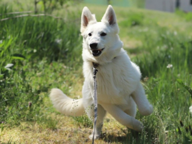 Berger Blanc Suisse Welpe kaufen