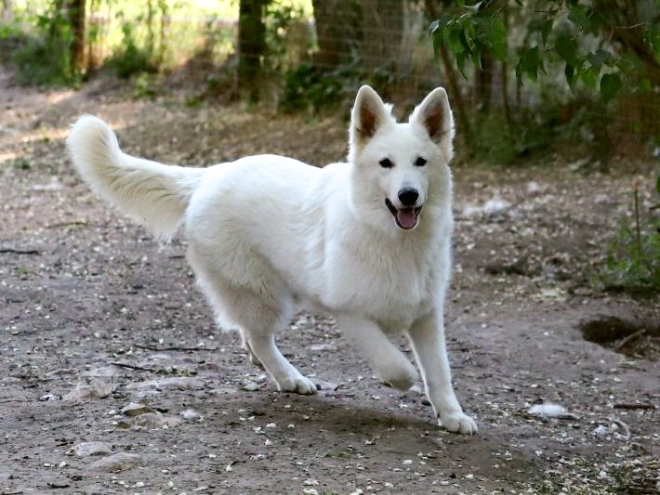Berger Blanc Suisse Welpe kaufen