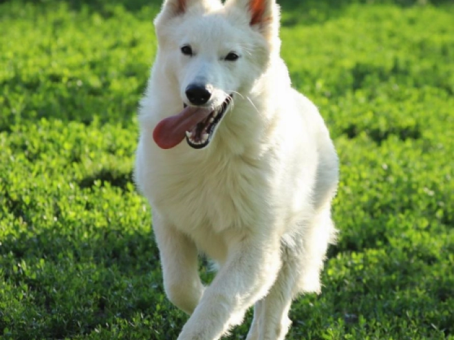 Berger Blanc Suisse Welpe kaufen