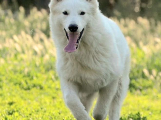 Berger Blanc Suisse Welpe kaufen