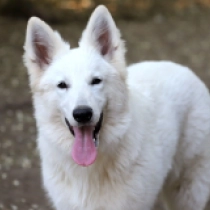 Zulejka, white White Swiss Shepherd Dog for sale