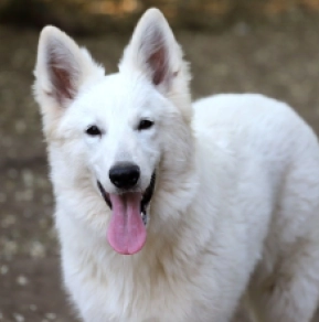 White Swiss Shepherd Dog puppy for sale