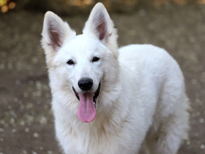 Berger Blanc Suisse Welpe kaufen