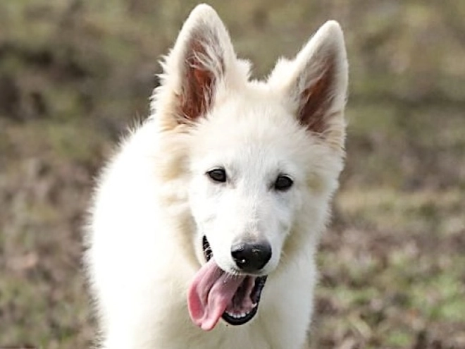 Berger Blanc Suisse Welpe kaufen