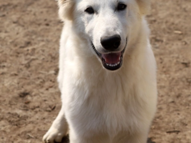 Berger Blanc Suisse Welpe kaufen