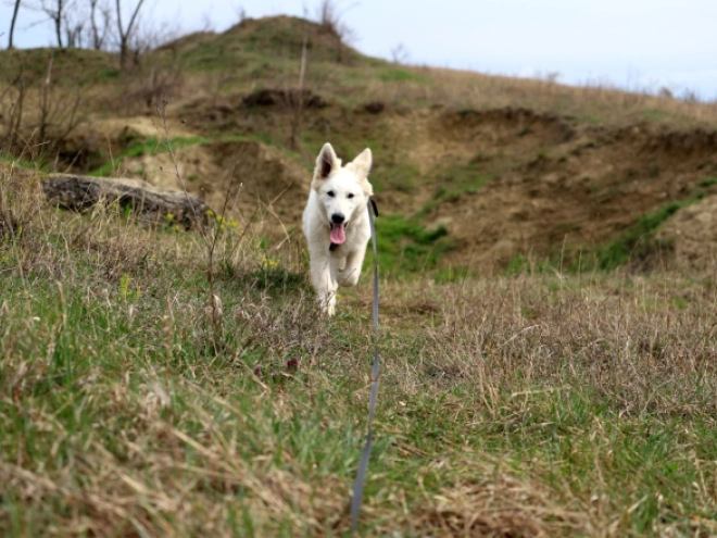 Berger Blanc Suisse Welpe kaufen