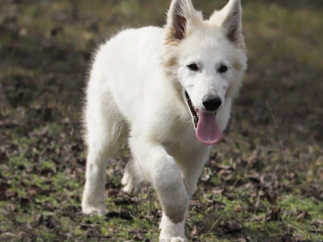 Berger Blanc Suisse Welpe kaufen