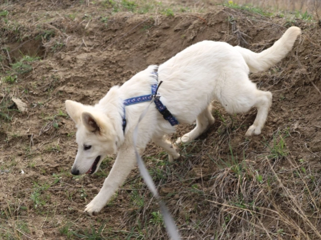 Berger Blanc Suisse Welpe kaufen