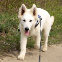 Zeus, white Berger Blanc Suisse Welpen kaufen