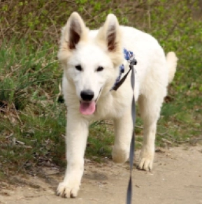White Swiss Shepherd Dog puppy for sale