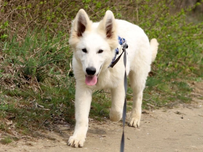 Berger Blanc Suisse Welpe kaufen