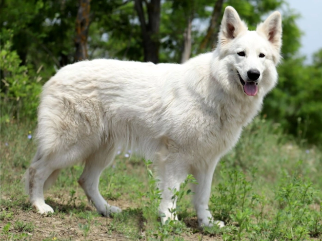 Berger Blanc Suisse Welpe kaufen