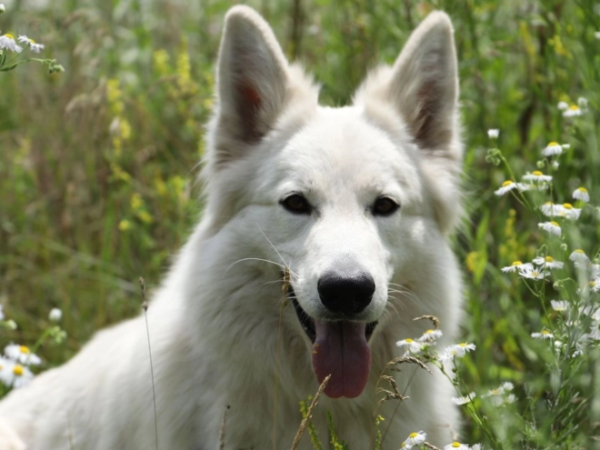 Berger Blanc Suisse Welpe kaufen