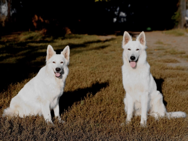 Berger Blanc Suisse Welpe kaufen