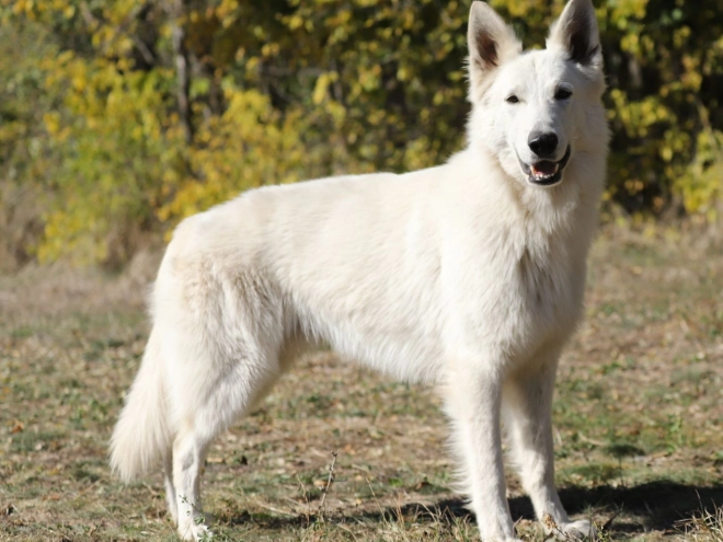 Berger Blanc Suisse Welpe kaufen