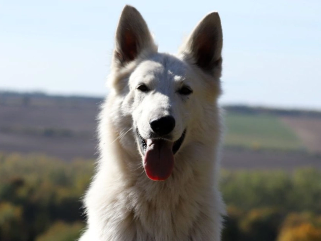 Berger Blanc Suisse Welpe kaufen