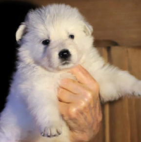 White Swiss Shepherd Dog puppy for sale