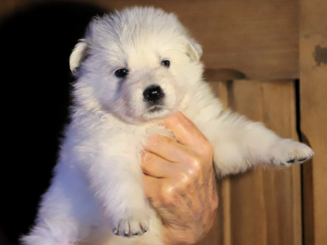 White Swiss Shepherd Dog puppy for sale