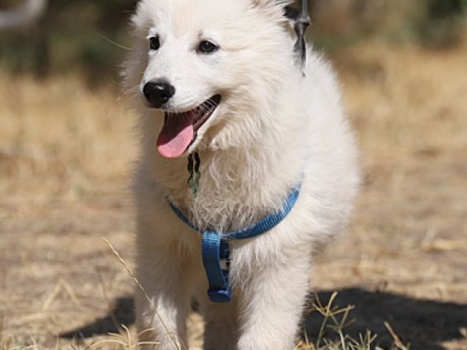 Berger Blanc Suisse Welpe kaufen