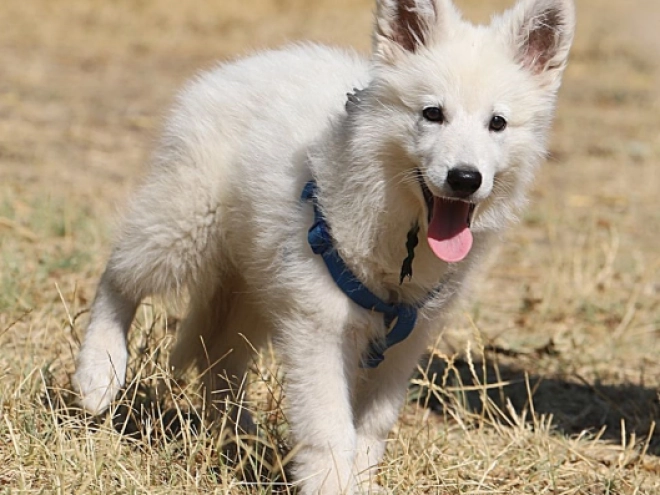 Berger Blanc Suisse Welpe kaufen