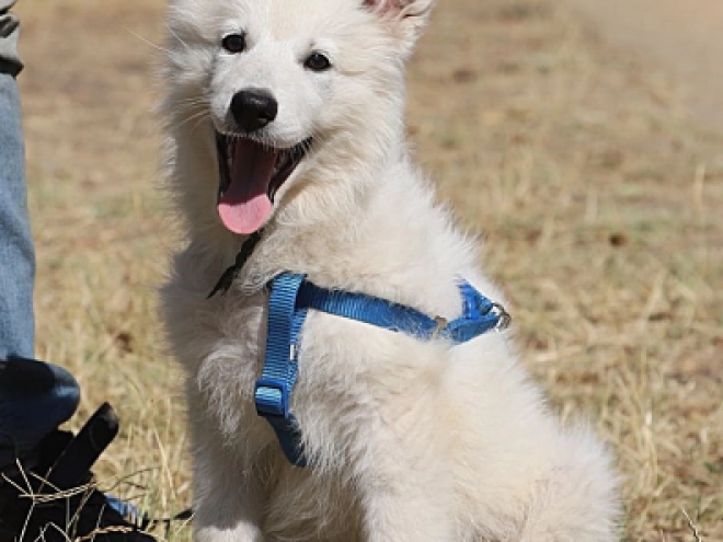 Berger Blanc Suisse Welpe kaufen