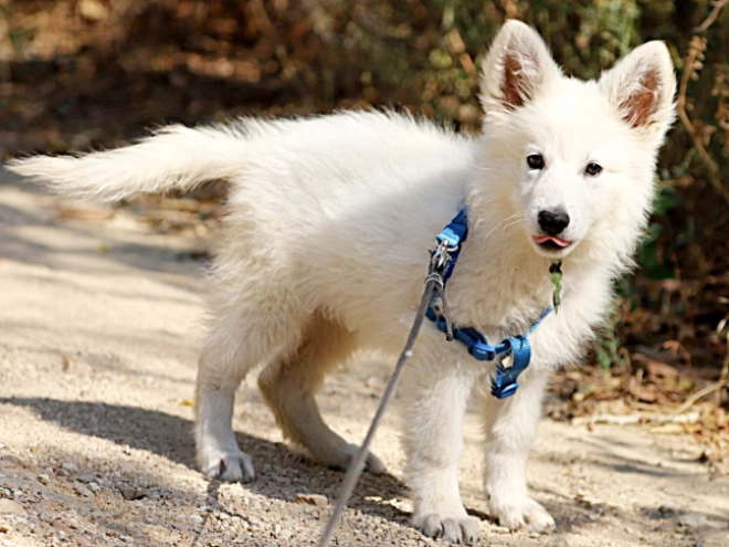 Berger Blanc Suisse Welpe kaufen