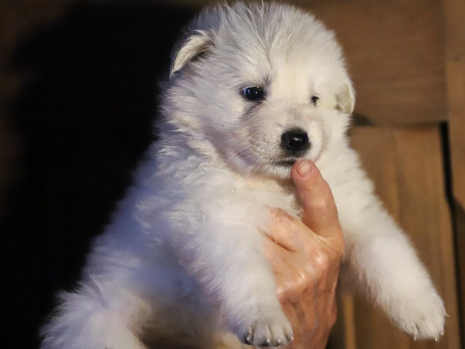 White Swiss Shepherd Dog puppy for sale