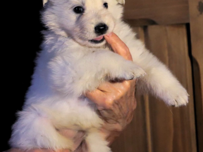 White Swiss Shepherd Dog puppy for sale