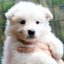 White Pearl, white Berger Blanc Suisse Welpen kaufen
