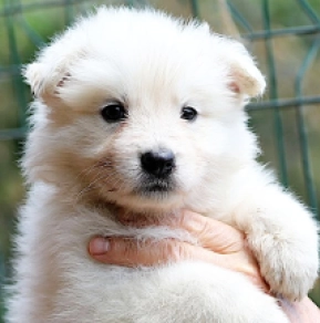 Berger Blanc Suisse Welpe kaufen
