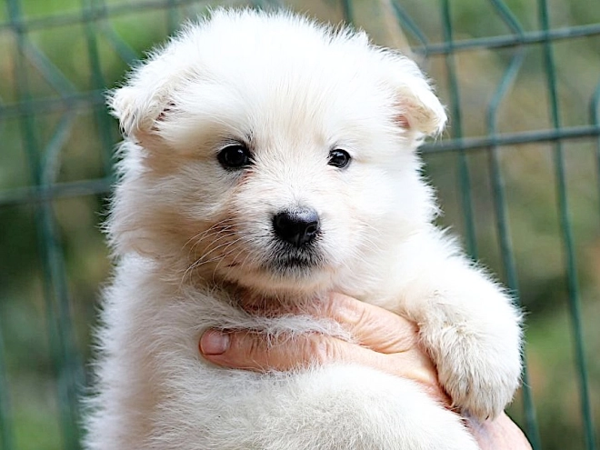Berger Blanc Suisse Welpe kaufen