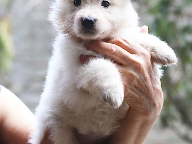 Berger Blanc Suisse Welpe kaufen