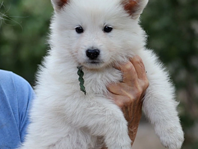 Berger Blanc Suisse Welpe kaufen