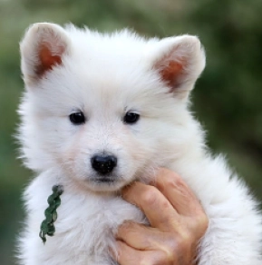 White Swiss Shepherd Dog puppy for sale